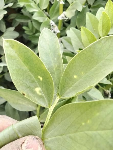 ممكن تشخيص لنقط البيضه اللي علي ورق الفول